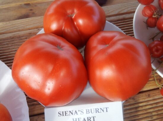 Сгоревшее сердце Сиены